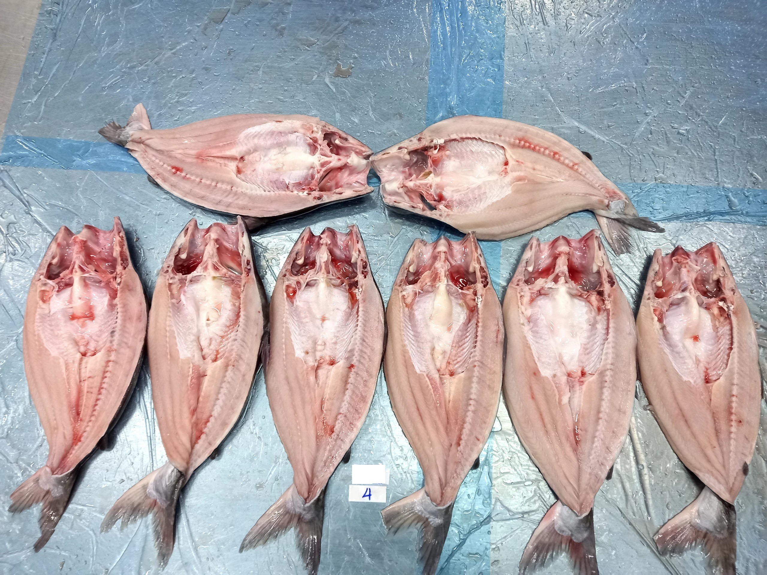 web pangasius butterfly (2)