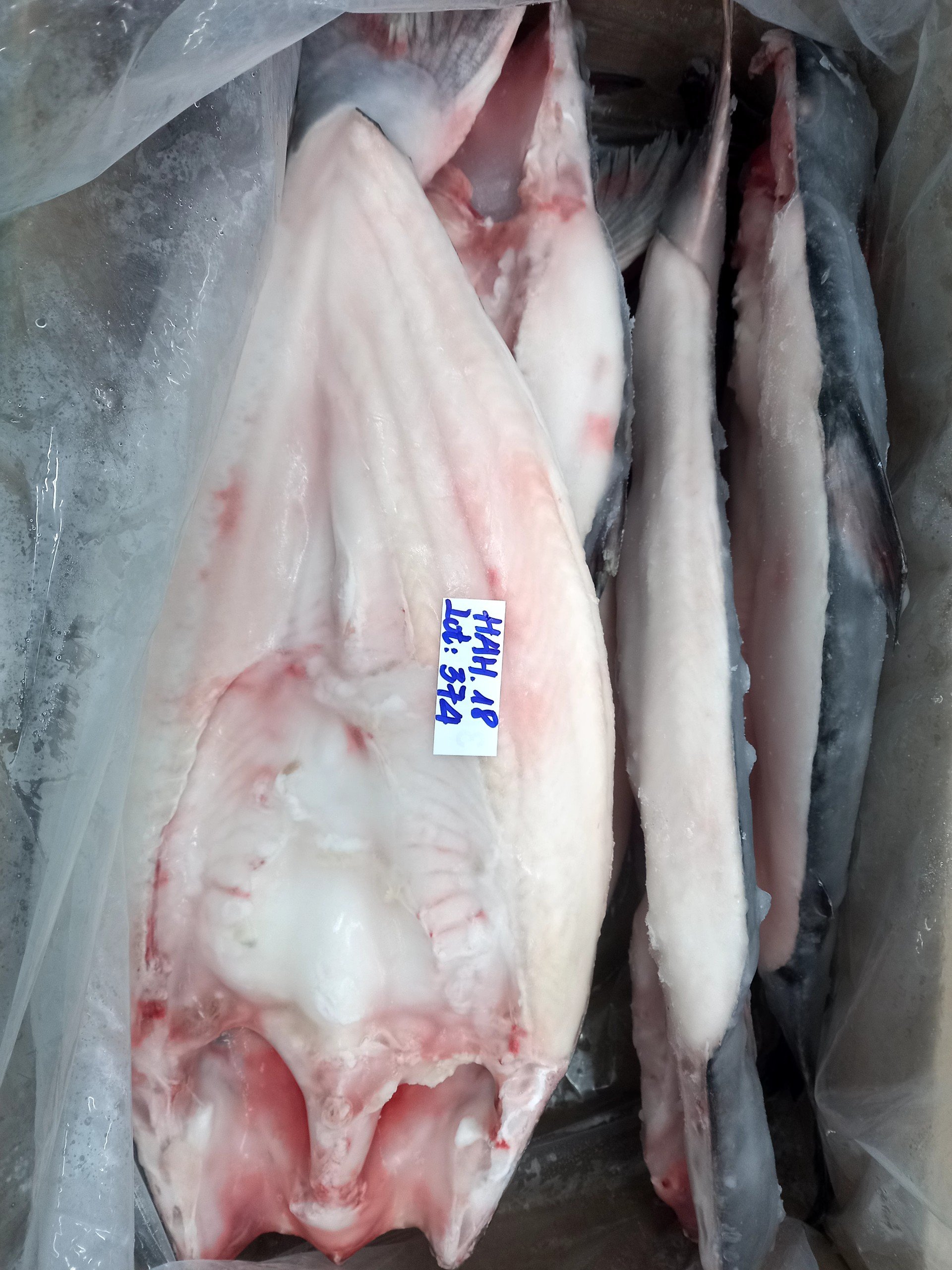 web pangasius butterfly (4)