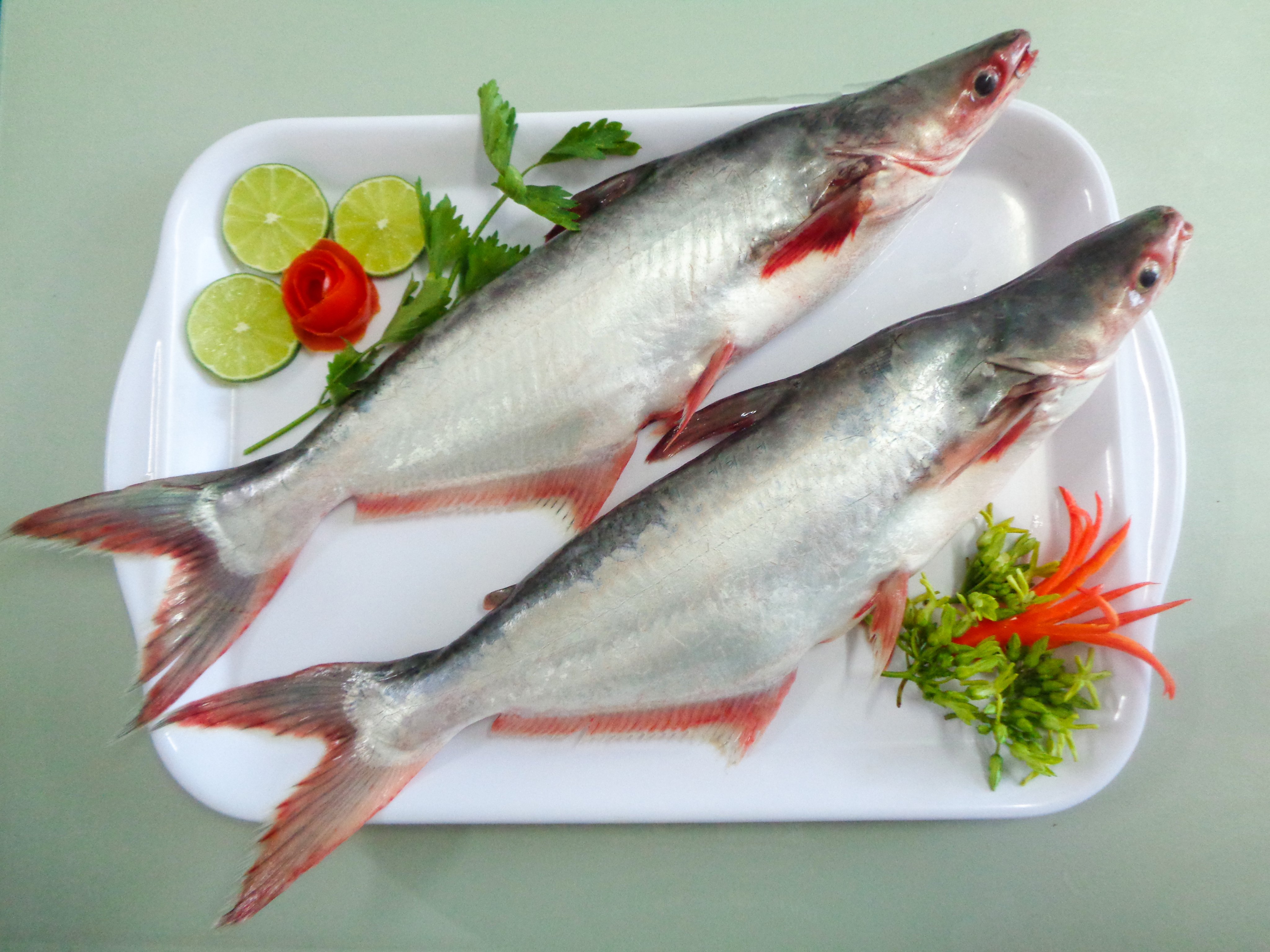 Pangasius whole round - Việt Nam Seafood