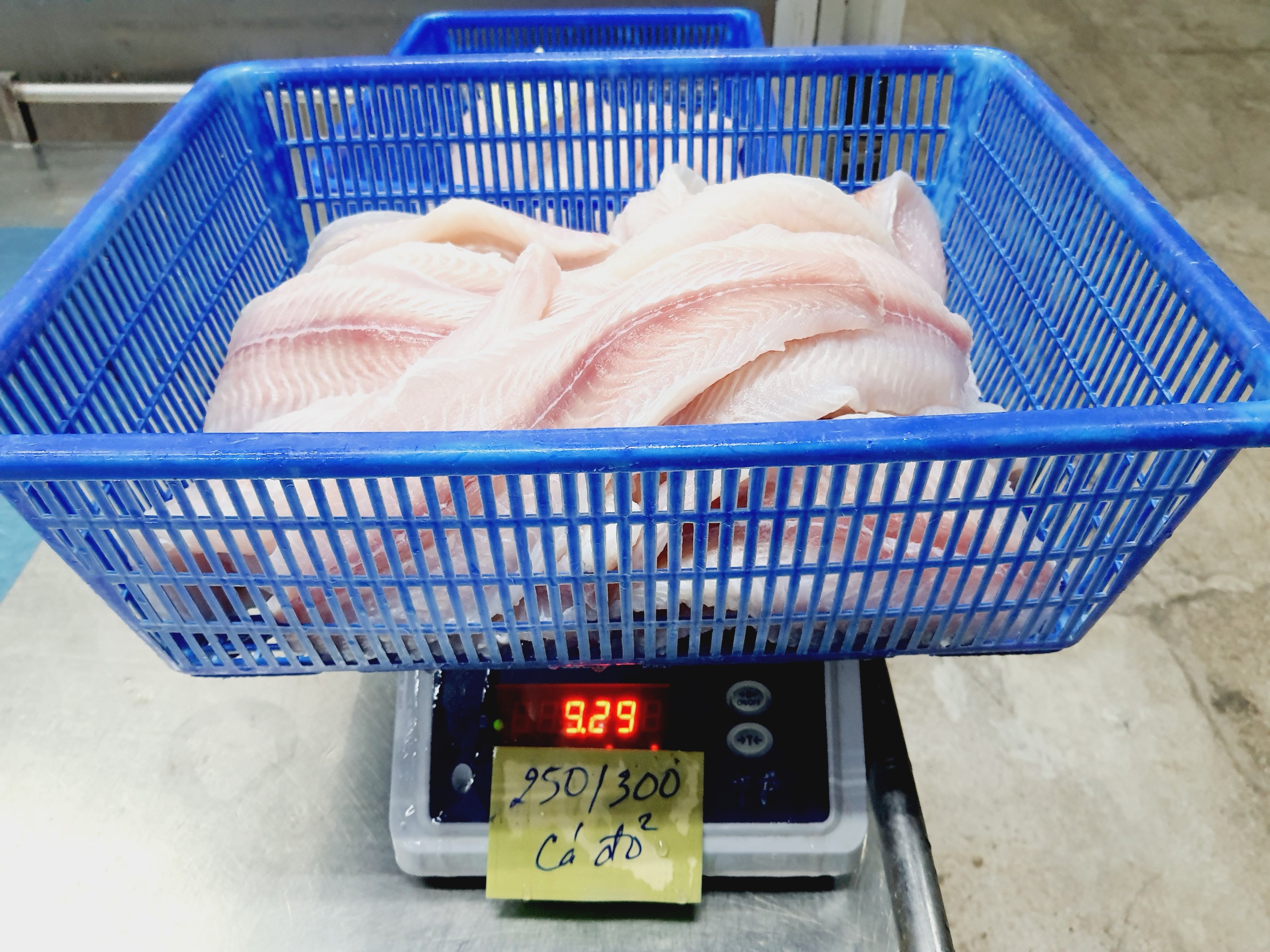 web Pangasius fillet semi trimmed (2)