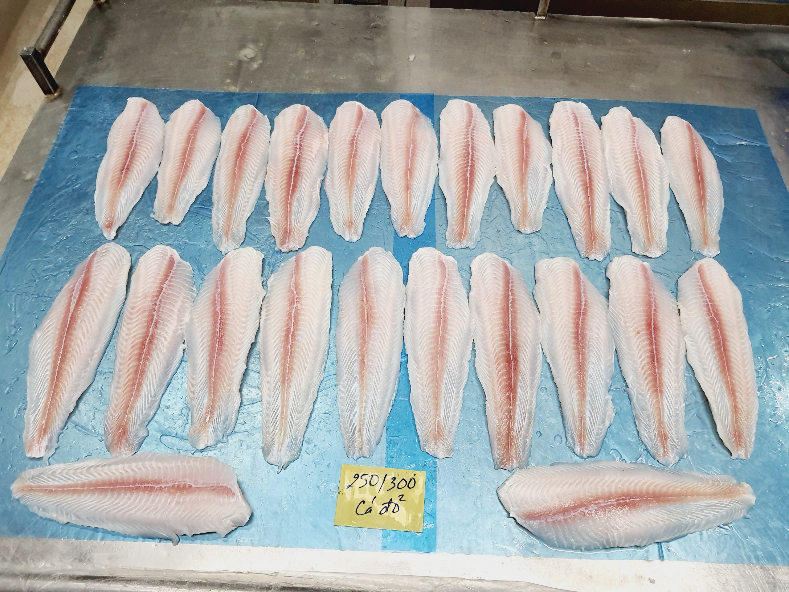 web Pangasius fillet semi trimmed (3)