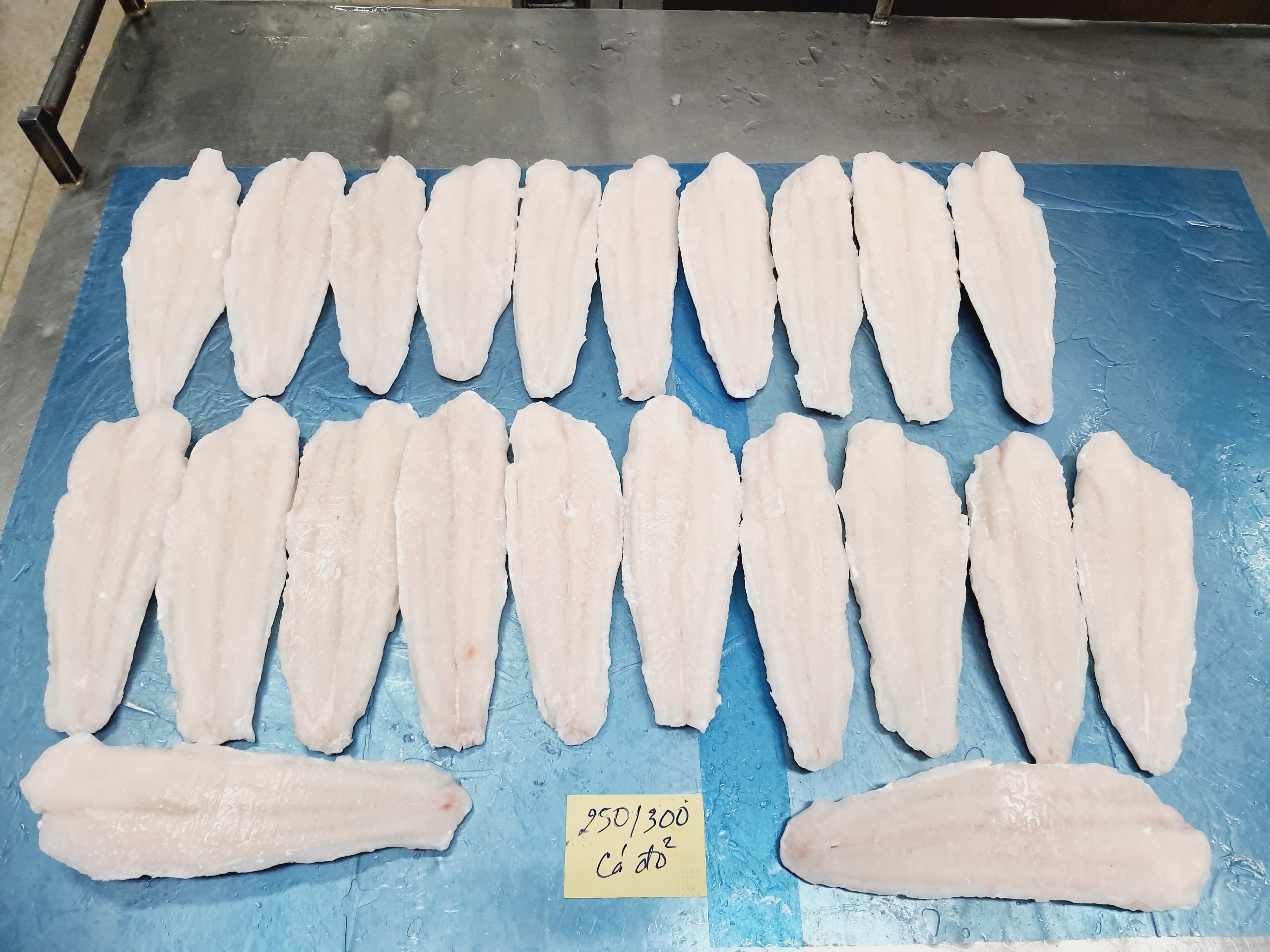 web Pangasius fillet semi trimmed (4)