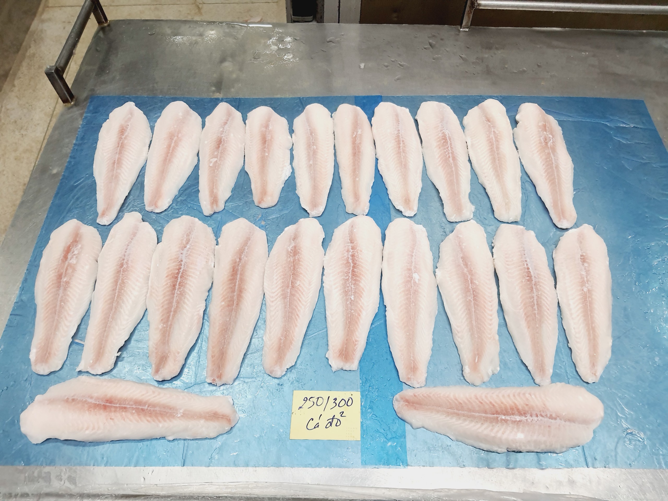 web Pangasius fillet semi trimmed (5)