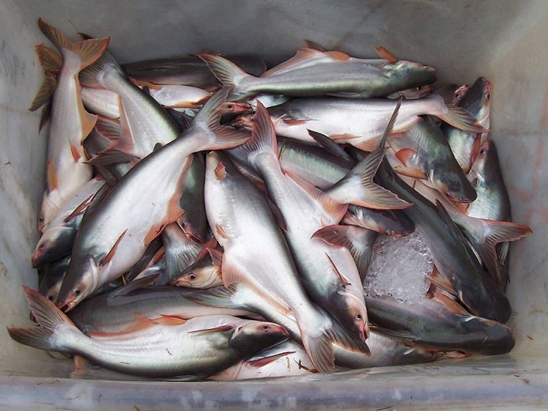 PANGASIUS WHOLE ROUND 1